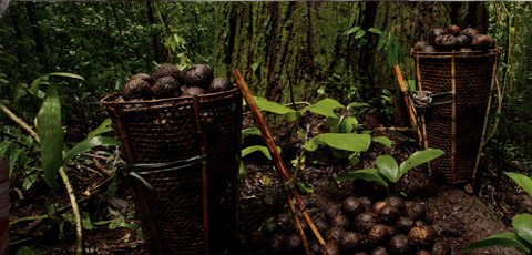 Vegetación y canastos altos con frutos en la selva
