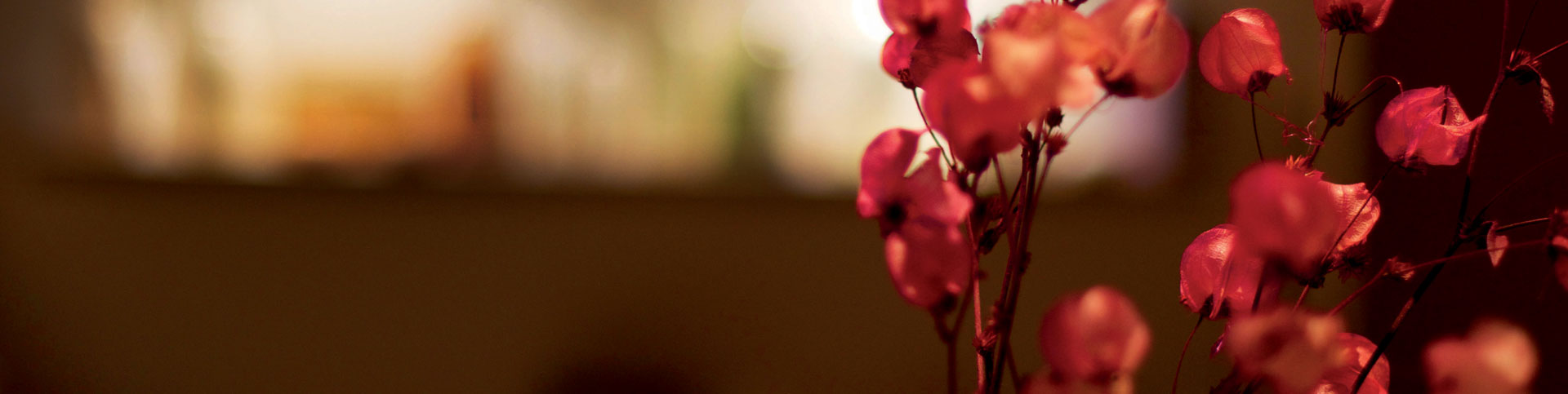 Primer plano flores rojas