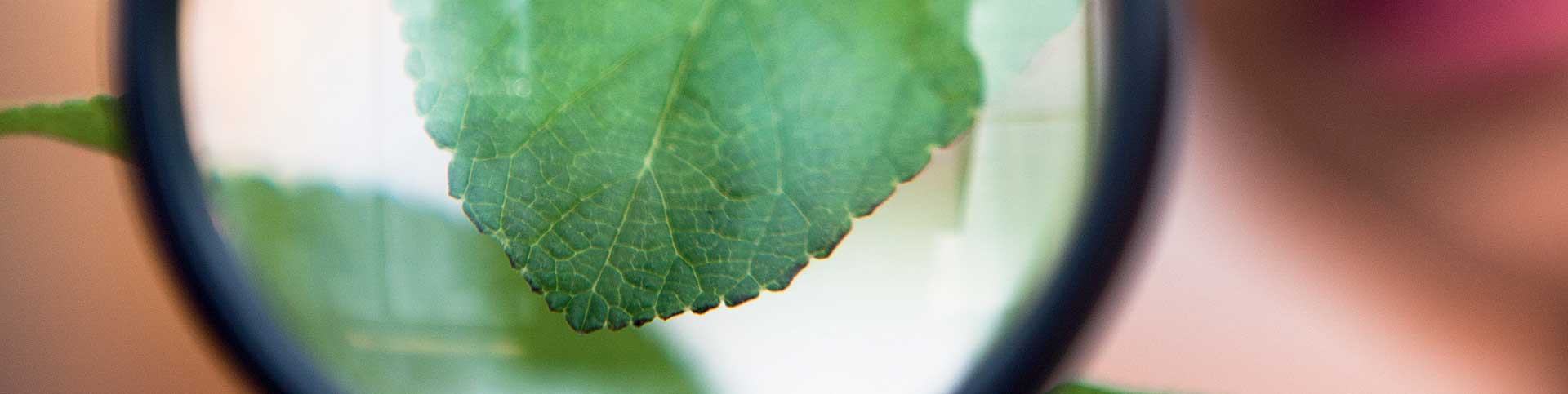 Vegetación destacada en primer plano