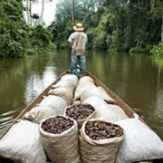 Hombre sobre una canoa con productos naturales de la selva navegando por un rio